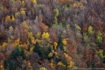 Autunno, Foresta di Vallombrosa ,Autunno, Foresta di Vallombrosa