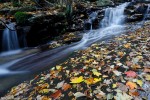 Autunno, Foresta di Vallombrosa ,Autunno, Foresta di Vallombrosa