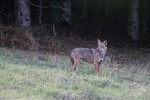 Lupo (Canis lupus) PNF Casentinesi ,Lupo (Canis lupus) PNF Casentinesi