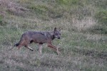 Lupo (Canis lupus) PNF Casentinesi ,Lupo (Canis lupus) PNF Casentinesi