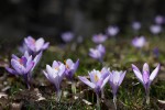 Crocus P.N.F. Casentinesi ,Crocus P.N.F. Casentinesi