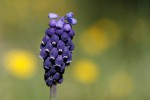 Muscari ,Muscari