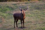 Cervus elaphus P.N.F. Casentinesi ,Cervus elaphus P.N.F. Casentinesi