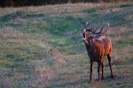 Cervus elaphus P.N.F. Casentinesi ,Cervus elaphus P.N.F. Casentinesi