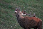 Cervus elaphus P.N.F. Casentinesi ,Cervus elaphus P.N.F. Casentinesi