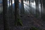 Foresta di Vallombrosa ,Foresta di Vallombrosa