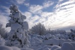 Cuscini di neve P.N.F.Casentinesi ,Cuscini di neve P.N.F.Casentinesi