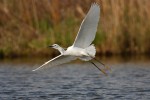 Egretta garzetta ,Egretta garzetta