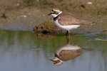 Charadrius dubius ,Charadrius dubius