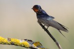 Hirundo rustica ,Hirundo rustica