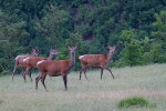 Cervus elaphus P.N.F. Casentinesi ,Cervus elaphus P.N.F. Casentinesi