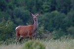 Cervus elaphus P.N.F. Casentinesi ,Cervus elaphus P.N.F. Casentinesi