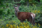 Cervus elaphus P.N.F. Casentinesi ,Cervus elaphus P.N.F. Casentinesi