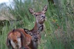 Cervus elaphus P.N.F. Casentinesi ,Cervus elaphus P.N.F. Casentinesi