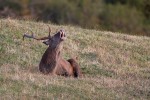 Cervus elaphus P.N.F. Casentinesi ,Cervus elaphus P.N.F. Casentinesi