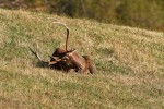 Cervus elaphus P.N.F. Casentinesi ,Cervus elaphus P.N.F. Casentinesi