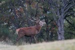 Cervus elaphus P.N.F. Casentinesi ,Cervus elaphus P.N.F. Casentinesi