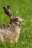 Lepre (Lepus europaeus) ,Lepre (Lepus europaeus)