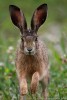 Lepre (Lepus europaeus) ,Lepre (Lepus europaeus)