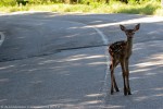 Cervo juv. Foreste Casentinesi ,Cervo juv. Foreste Casentinesi