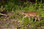 Capriolo juv. (Capreolus capreolus) ,Capriolo juv. (Capreolus capreolus)