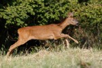 Capriolo (Capreolus capreolus) ,Capriolo (Capreolus capreolus)