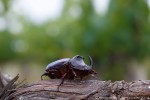 Scarabeo rinoceronte (Oryctes nasicornis ,Scarabeo rinoceronte (Oryctes nasicornis)