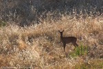 Capriolo (Capreolus capreolus) ,Capriolo (Capreolus capreolus)