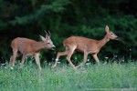 Capriolo (corteggiamento) ,Capriolo (corteggiamento) 