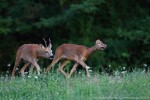 Capriolo (corteggiamento) ,Capriolo (corteggiamento) 