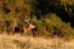 Cervus elaphus, Foreste Casentinesi ,Cervus elaphus, Foreste Casentinesi