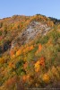 Colori d'Autunno, Foreste Casentinesi ,Colori d'Autunno, Foreste Casentinesi