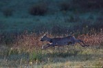 Capriolo (Capreolus capreolus) ,Capriolo (Capreolus capreolus)