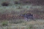 Capriolo (Capreolus capreolus) ,Capriolo (Capreolus capreolus)