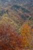 Autunno, Foreste Casentinesi ,Autunno, Foreste Casentinesi