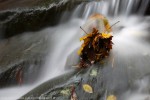 Acqua e colori Autunnali ,Acqua e colori Autunnali