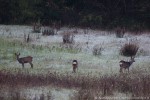 Capriolo (Capreolus capreolus) ,Capriolo (Capreolus capreolus)