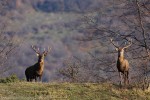 Cervus elaphus, Foreste Casentinesi ,Cervus elaphus, Foreste Casentinesi