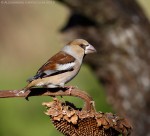 Frosone (Coccothraustes coccothraustes) ,Frosone (Coccothraustes coccothraustes)