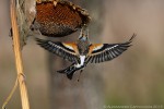 Peppola (Fringilla montifringilla) ,Peppola (Fringilla montifringilla)