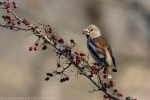 Frosone (Coccothraustes coccothraustes) ,Frosone (Coccothraustes coccothraustes)