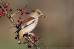 Frosone (Coccothraustes coccothraustes) ,Frosone (Coccothraustes coccothraustes)