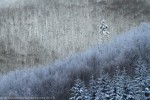 Foresta di Vallombrosa ,Foresta di Vallombrosa