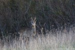 Capriolo (Capreolus capreolus) ,Capriolo (Capreolus capreolus)