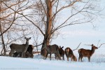 Cervus elaphus, Foreste Casentinesi ,Cervus elaphus, Foreste Casentinesi