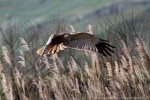 Falco di palude, Circus aeruginonus ,Falco di palude, Circus aeruginonus