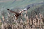 Falco di palude, Circus aeruginonus ,Falco di palude, Circus aeruginonus