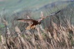 Falco di palude, Circus aeruginonus ,Falco di palude, Circus aeruginonus