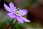 Anemone hepatica ,Anemone hepatica