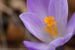 Crocus ,Crocus